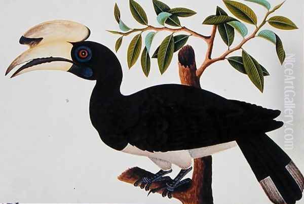 Ke-ke, from 'Drawings of Birds from Malacca', c.1805-18 (4) Oil Painting by Anonymous Artist