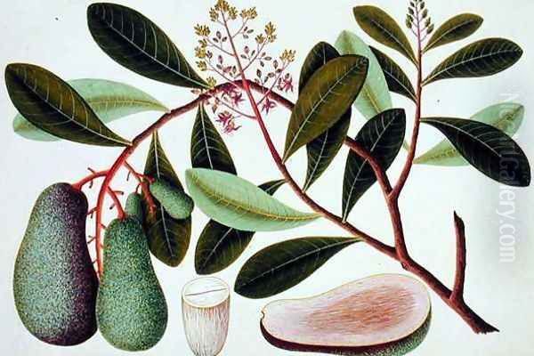 Langote or Mangifera, from 'Drawings of Plants from Malacca' Oil Painting by Anonymous Artist