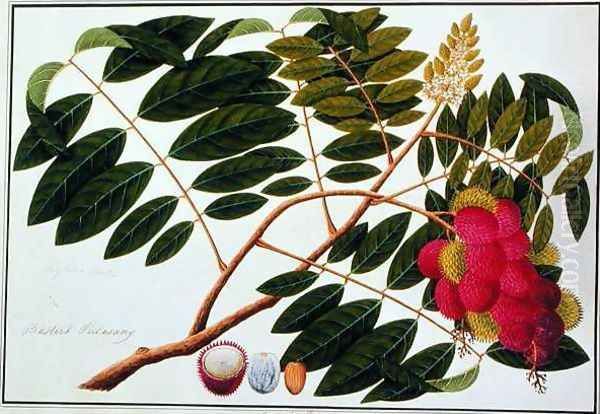 Sangole latong, from 'Drawings of Plants from Malacca', c.1805-18 Oil Painting by Anonymous Artist