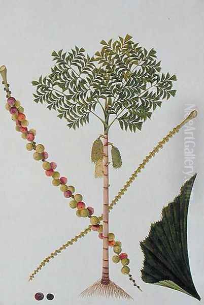 Tookas, Caryota wiens, from 'Drawings of Plants from Malacca', c.1805-18 Oil Painting by Anonymous Artist