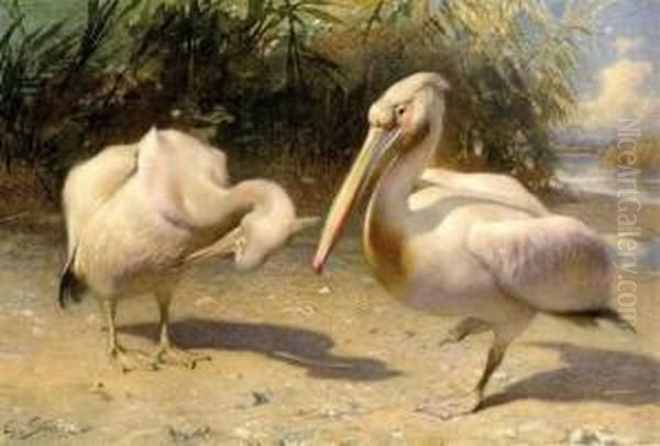 Two Pelicans Oil Painting by George Sturm