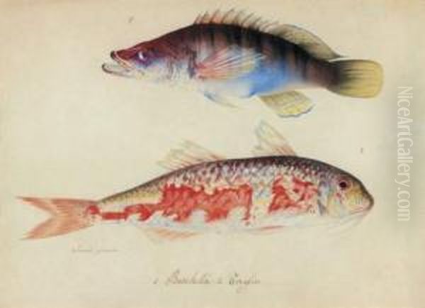 Etude De Deux Poissons : Barchetta Et Trcylia Oil Painting by Gian Francesco Susini