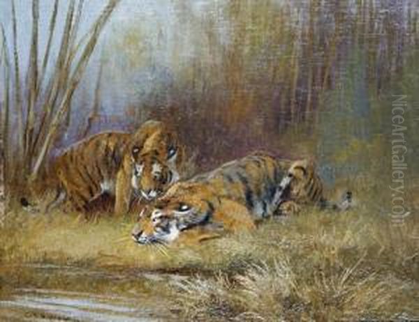 Tigers By A Watering Hole Oil Painting by Cuthbert Edmund Swan