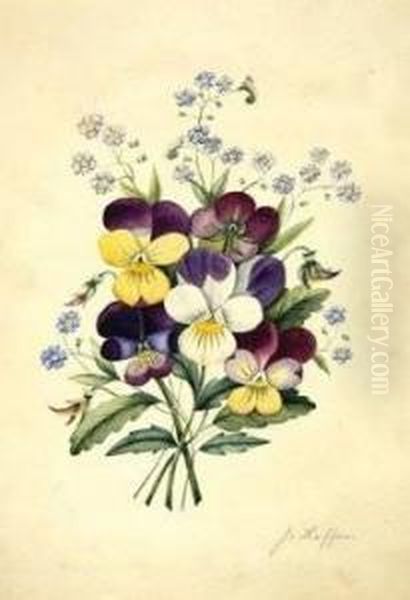 Cistine?, The Natural Order Of Cistus Or Rock-rose Oil Painting by Robert Sweet