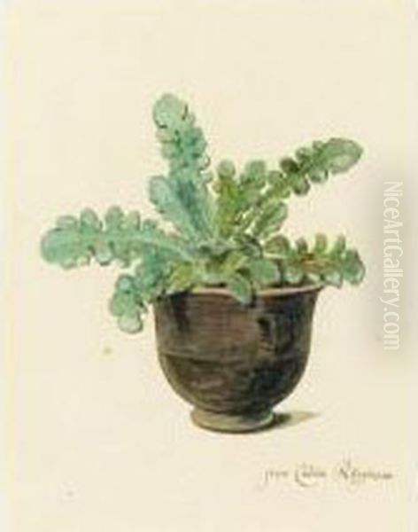 A Succulent In A Pot Oil Painting by Arnoldus Syens