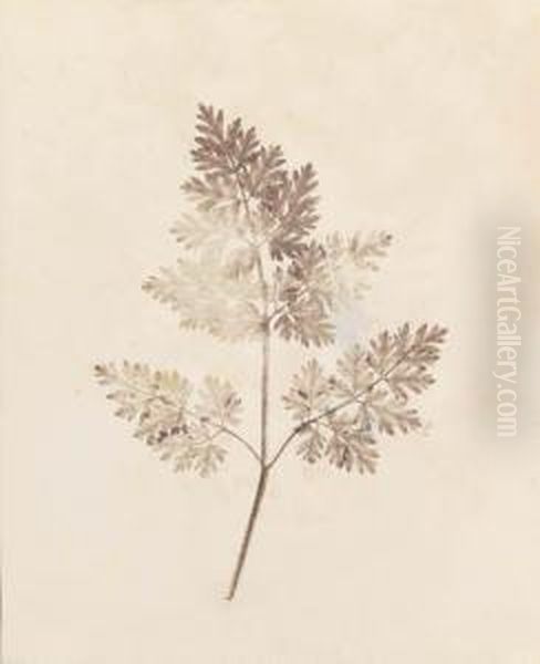 The Pencil Of Nature Oil Painting by William Henry Fox Talbot