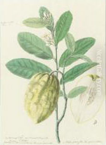 Botanical Drawing Of A Lemon Plant Oil Painting by J. Tarrant