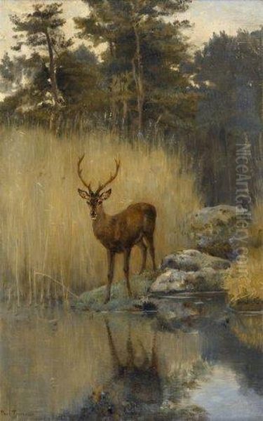  Cerf Au Bord De La Riviere  Oil Painting by Paul Tavernier