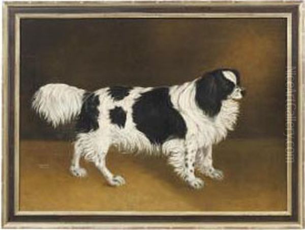 A Black And White Spaniel Oil Painting by Stephen Taylor