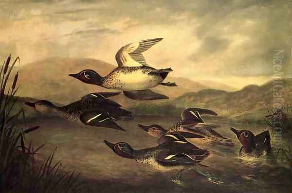 Wild Ducks Rising Oil Painting by John Woodhouse Audubon