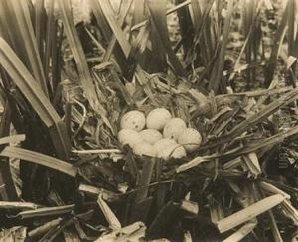 Group Of 10 Images Of Bird Nests And Eggs. Oil Painting by Richard Tepe