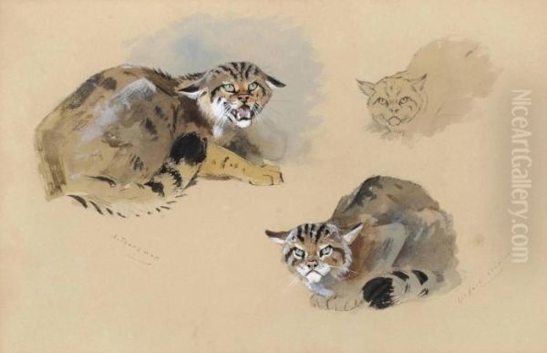 Studies Of A Wild Cat Oil Painting by Archibald Thorburn