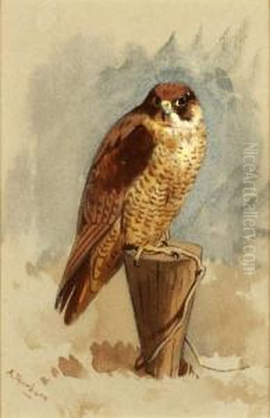 Mediterranean Peregrine Falcon Oil Painting by Archibald Thorburn