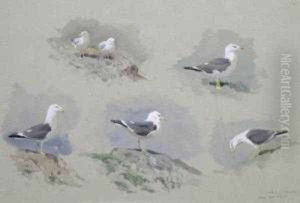 Studies Of A Herring Gull Oil Painting by Archibald Thorburn