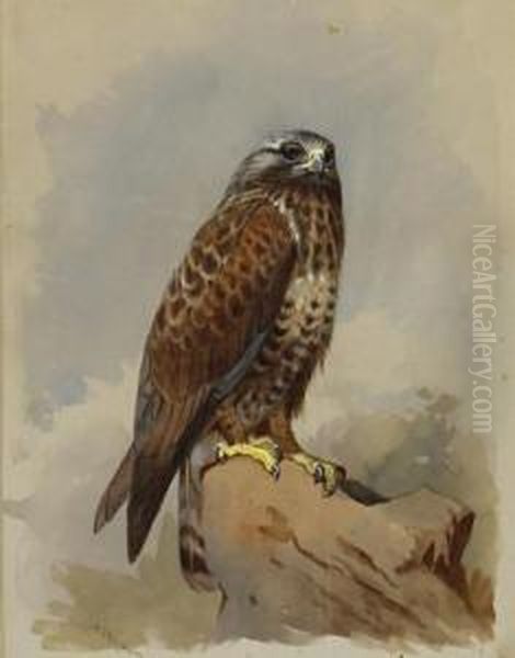 Kestrel Oil Painting by Archibald Thorburn