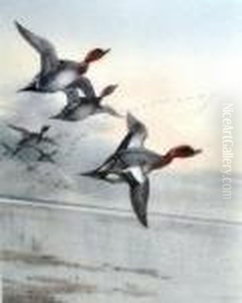 Widgeon Oil Painting by Archibald Thorburn