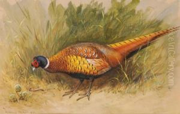 A Foraging Pheasant Oil Painting by Archibald Thorburn