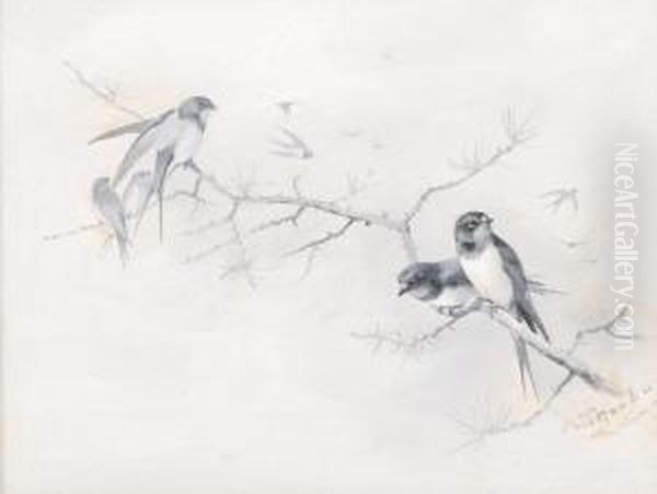 Swallows On A Branch Oil Painting by Archibald Thorburn