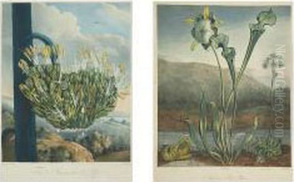 The American Aloe; American Bog-plants Oil Painting by Robert John, Dr. Thornton