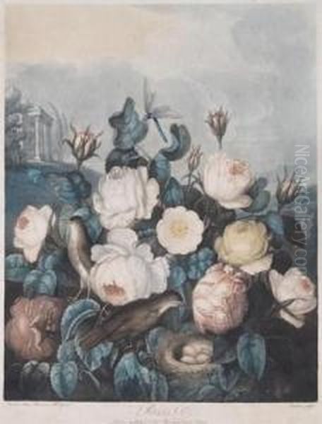 Roses Oil Painting by Robert John, Dr. Thornton