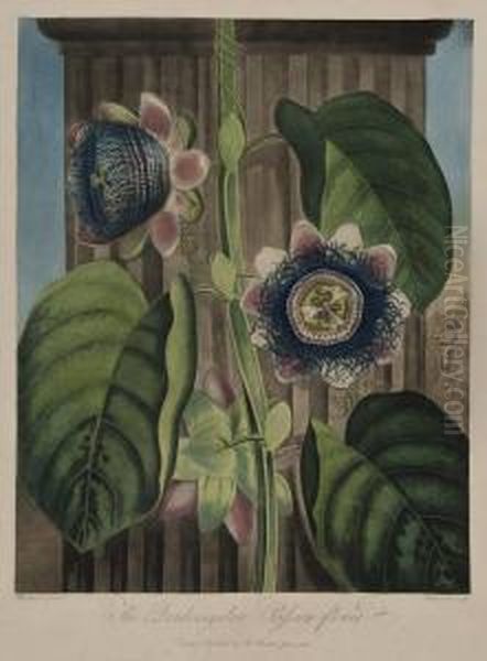 The Quadrangular Passion Flower Oil Painting by Robert John, Dr. Thornton