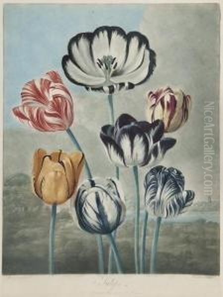 Tulips Oil Painting by Robert John, Dr. Thornton