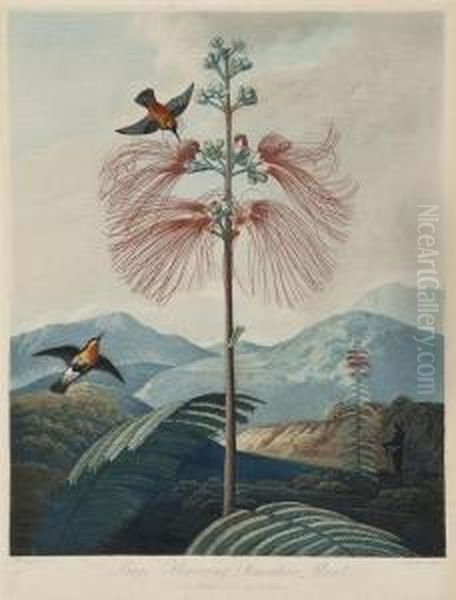 Large Flowering Sensitive Plant Oil Painting by Robert John, Dr. Thornton