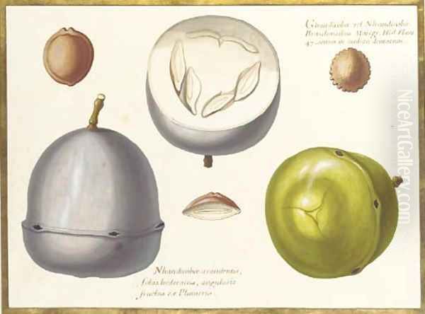 Two studies of an exotic fruit, a cross section of the same and three seeds Oil Painting by Claude Aubriet