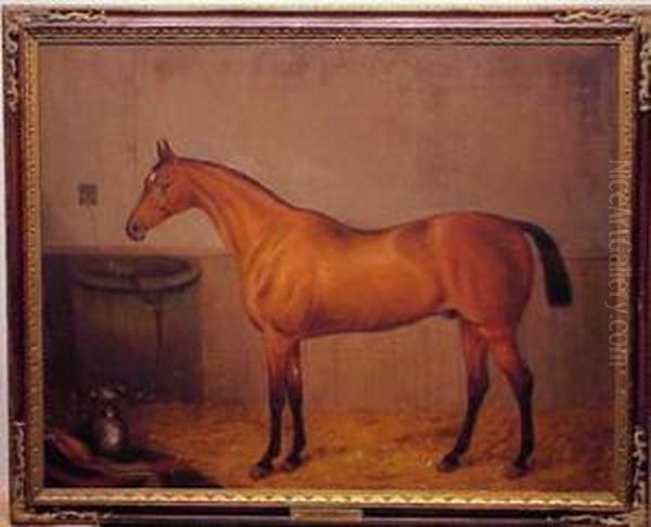 Horse Portrait, St. Serf Oil Painting by Edward Tolley