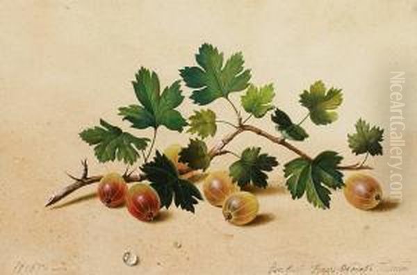 Branche De Groseilles A Maquereau Oil Painting by Feodor Petrovitch Tolstoi