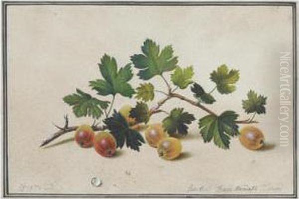 Gooseberries Oil Painting by Fedor Tolstoy Petrovich