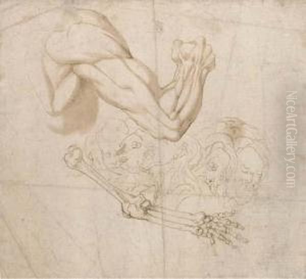 An Ecorche Study Of A Shoulder And Right Arm And Studies Of Thebones Of The Right Arm And Of Five Heads Oil Painting by Bartolomeo Torri