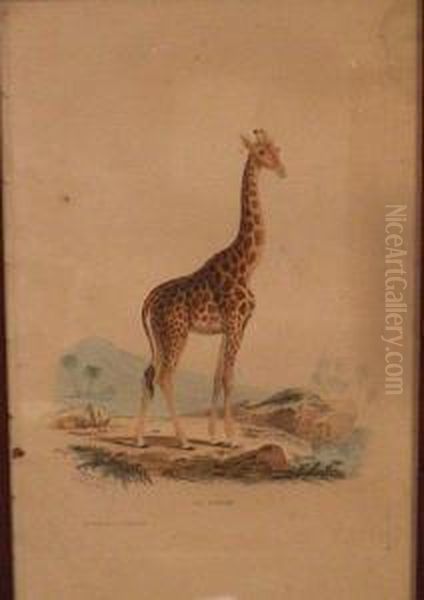 Girafe Oil Painting by Edouard Travies