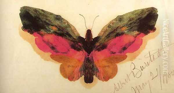 Butterfly 1900 Oil Painting by Albert Bierstadt