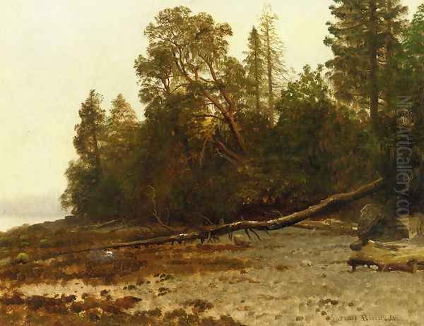 The Fallen Tree Oil Painting by Albert Bierstadt