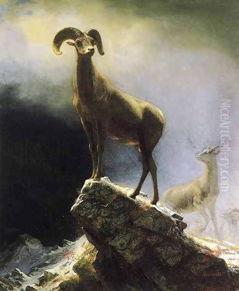 Rocky Mountain Sheep Oil Painting by Albert Bierstadt