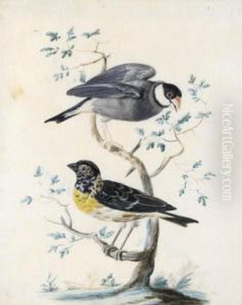 Two Exotic Birds Perched On A Branch: A Java Sparrow With A Lesser Weaver Oil Painting by Jan Gerritsz van Bronchorst