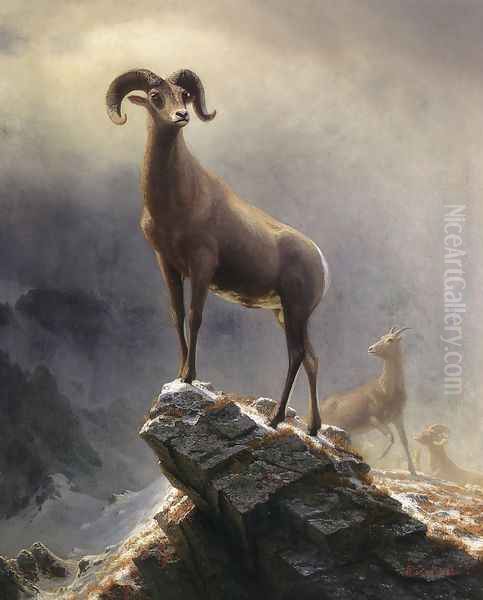 Rocky Mountain Sheep 1 Oil Painting by Albert Bierstadt