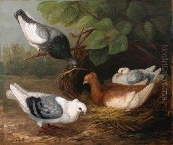 Les Pigeons Oil Painting by Luise Van Der Beek