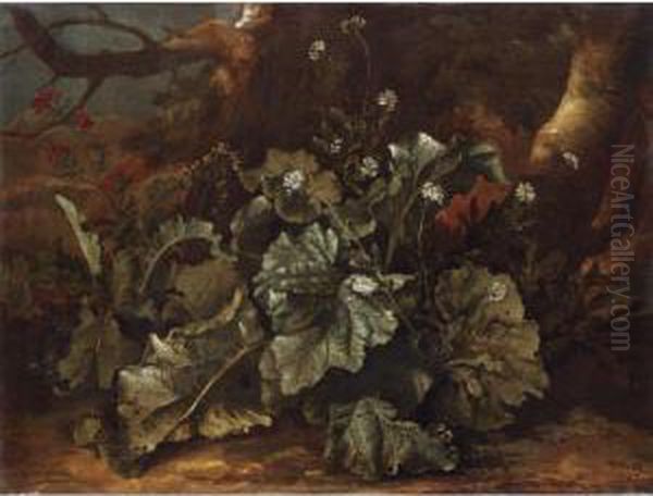 Still Life Of Plants On A Forest Floor Oil Painting by Niccolino Van Houbraken