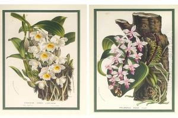 Botanical Studies Of Orchids Oil Painting by Horto Van Houtteano