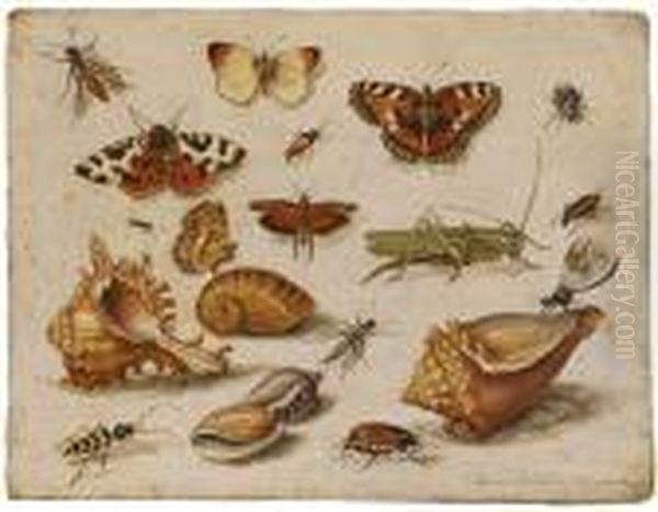 Insekten, Muscheln Und Schmetterlinge Oil Painting by Jan van Kessel