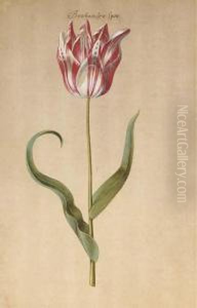 Une Tulipe Oil Painting by Pieter van Loo