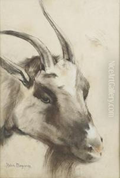 Study Of A Goat Oil Painting by Han Van Meegeren