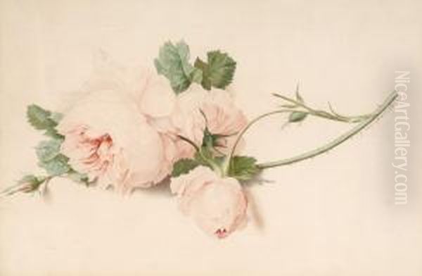 Rose Oil Painting by Gerard Van Spaendonck