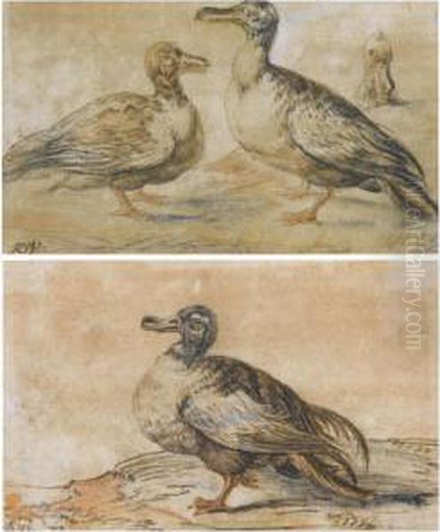 A Pair Of Studies Of Ducks Oil Painting by Rochus Van Veen