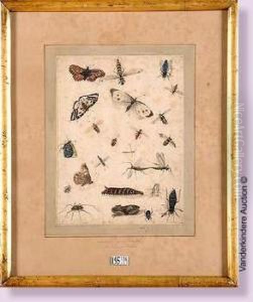 Planche D'insectes Oil Painting by Rochus Van Veen