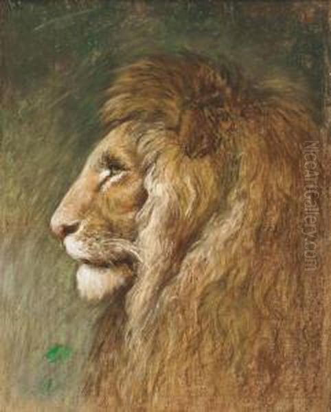 Study Of A Lion Oil Painting by Geza Vastagh