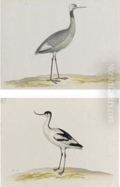 Two Studies: A Female Crane And An Avocet Oil Painting by Jan Wijnants