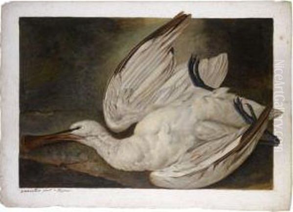 A Dead Spoonbill Oil Painting by Jacob Xavier Vermoelen